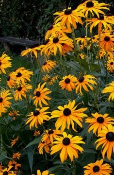Rudbeckia fulgida – Rudbekya