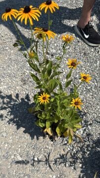 Rudbeckia fulgida – Rudbekya