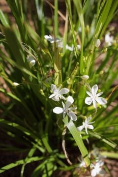 Sagittaria filiformis – Su Bitkisi