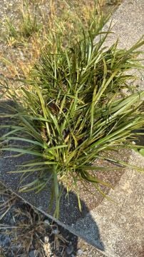 Sagittaria filiformis – Su Bitkisi