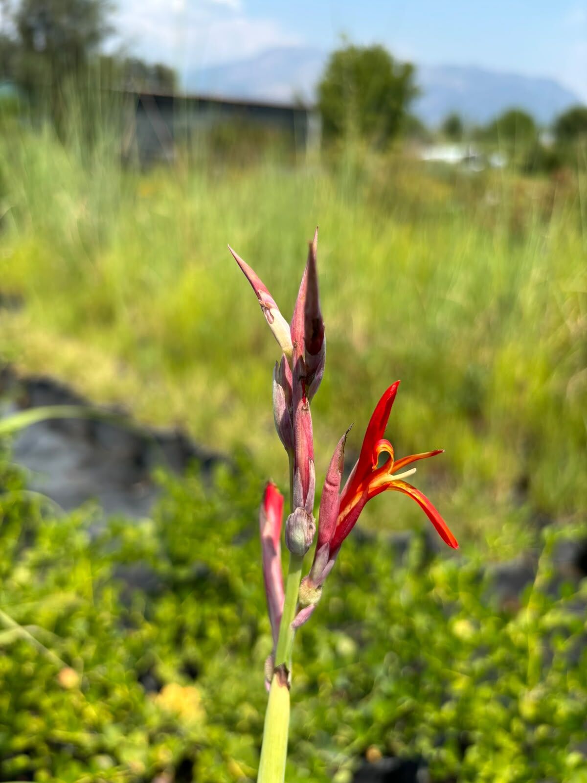 Canna tuerckheimii