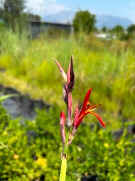 Canna tuerckheimii