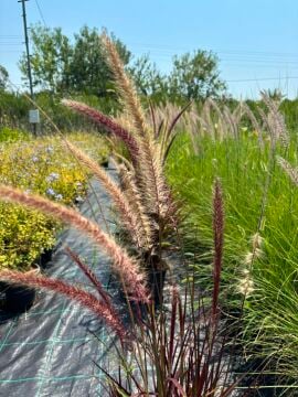 Pennisetum setaceum Rubrum – Kırmızı Şelale Süs Otu