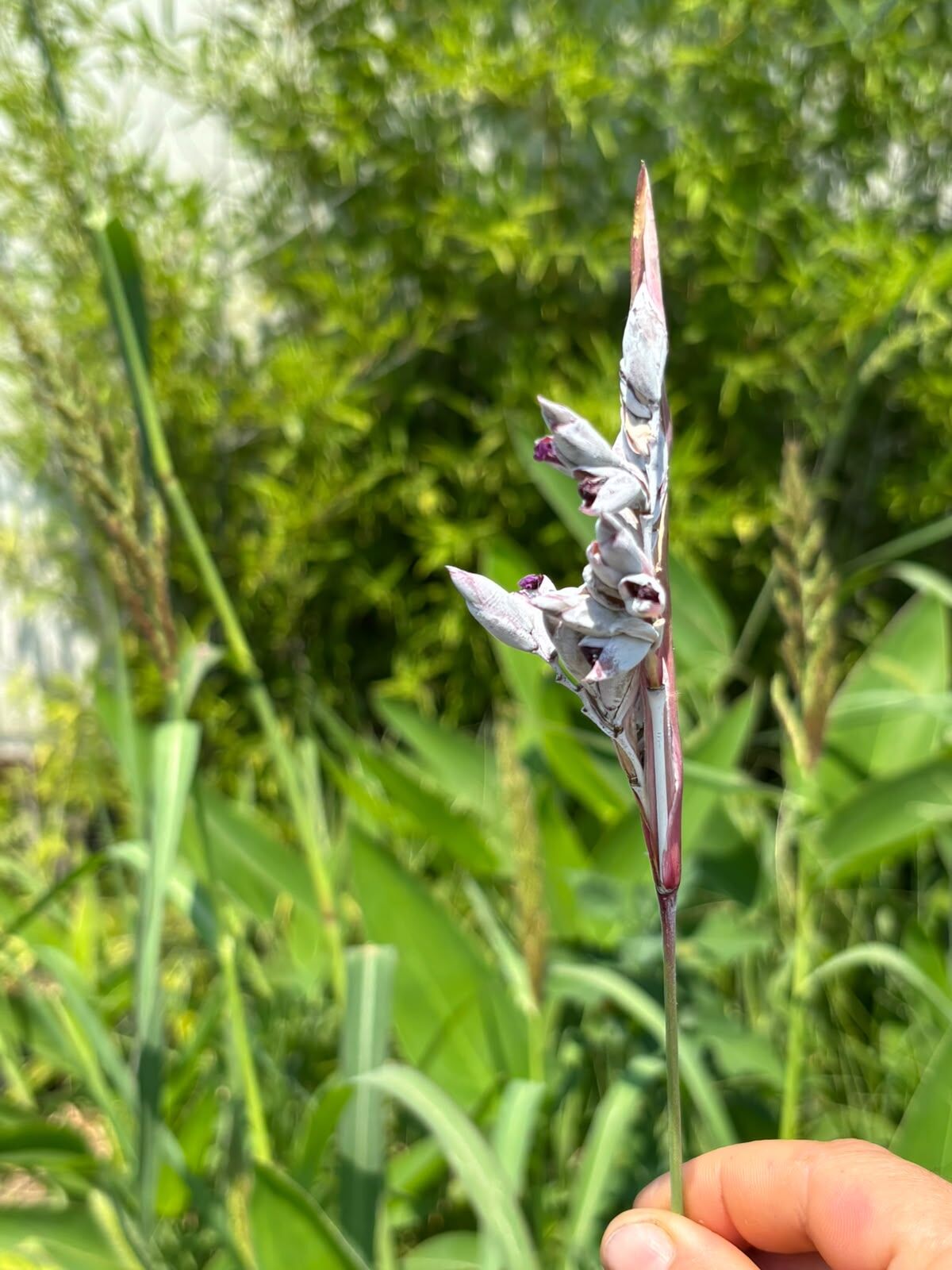 Thalia dealbata – Su Bitkisi