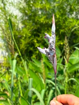 Thalia dealbata – Su Bitkisi