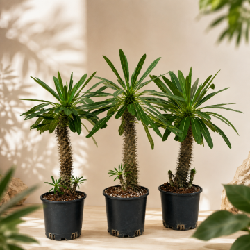 Madagaskar Palmiyesi Pachypodium Lamerei