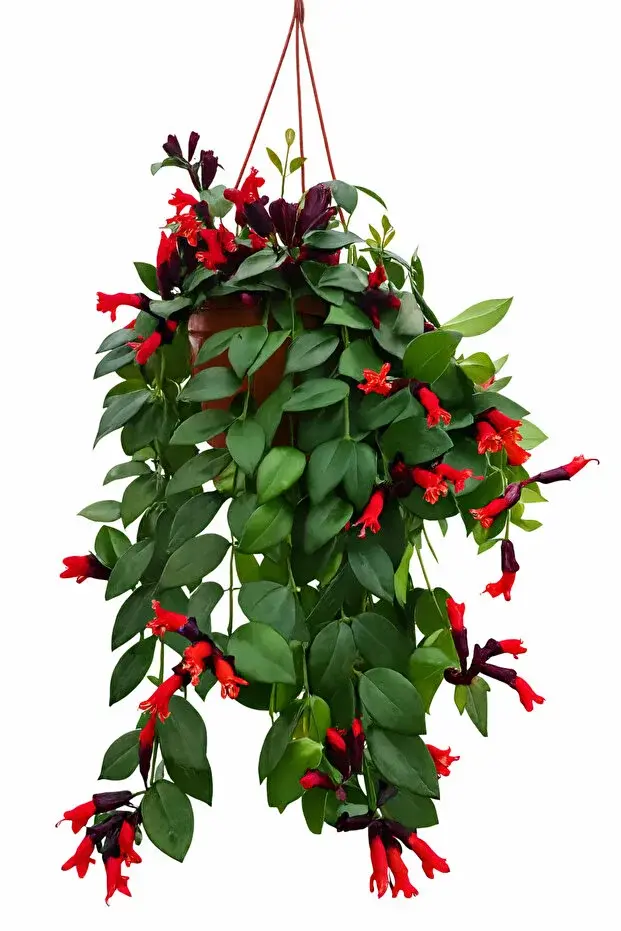 Askılı Ruj Çiçeği Aeschynanthus Radicans