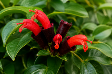 Askılı Ruj Çiçeği Aeschynanthus Radicans