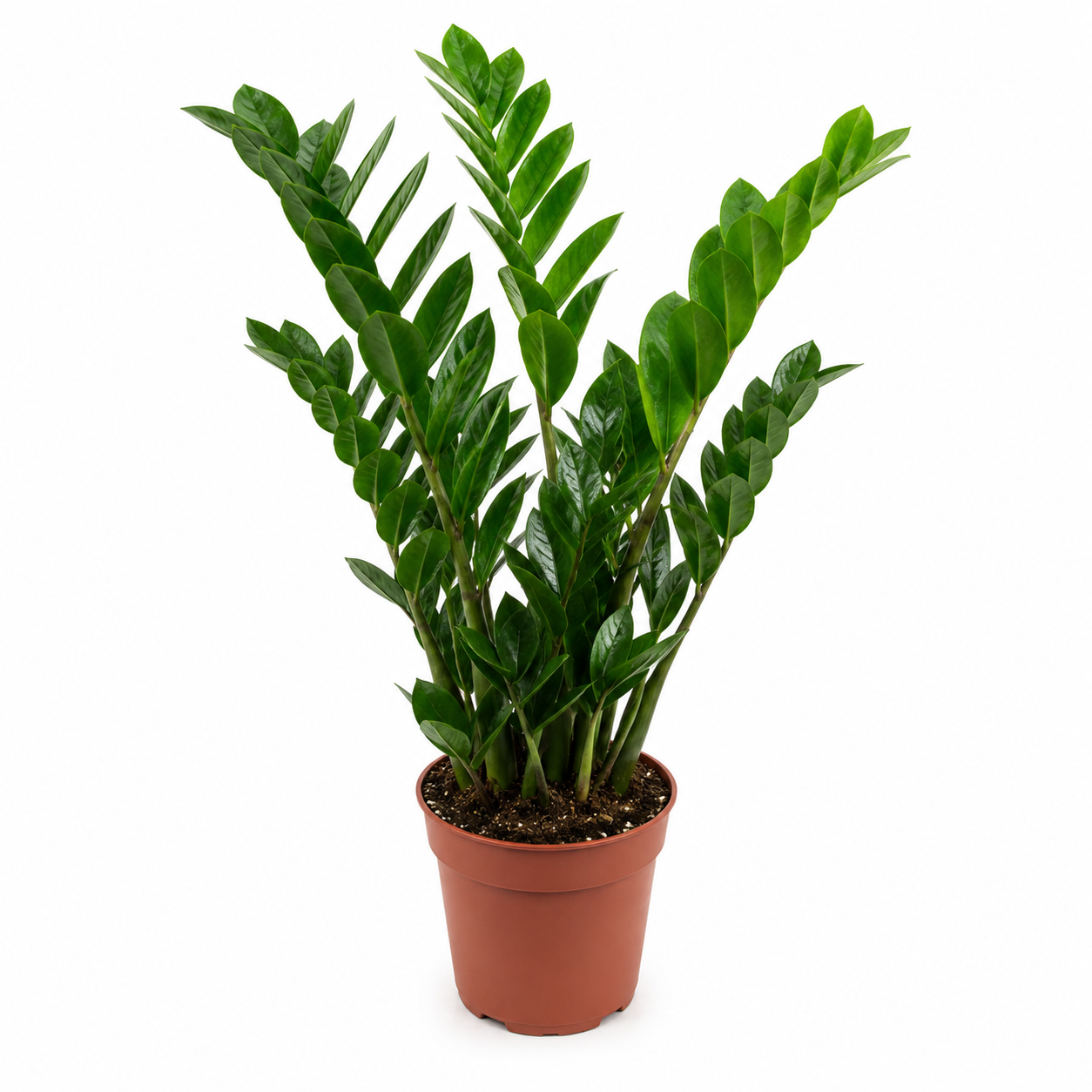 Zamia Bitkisi (Zamioculcas Zamiifolia) Saksılı