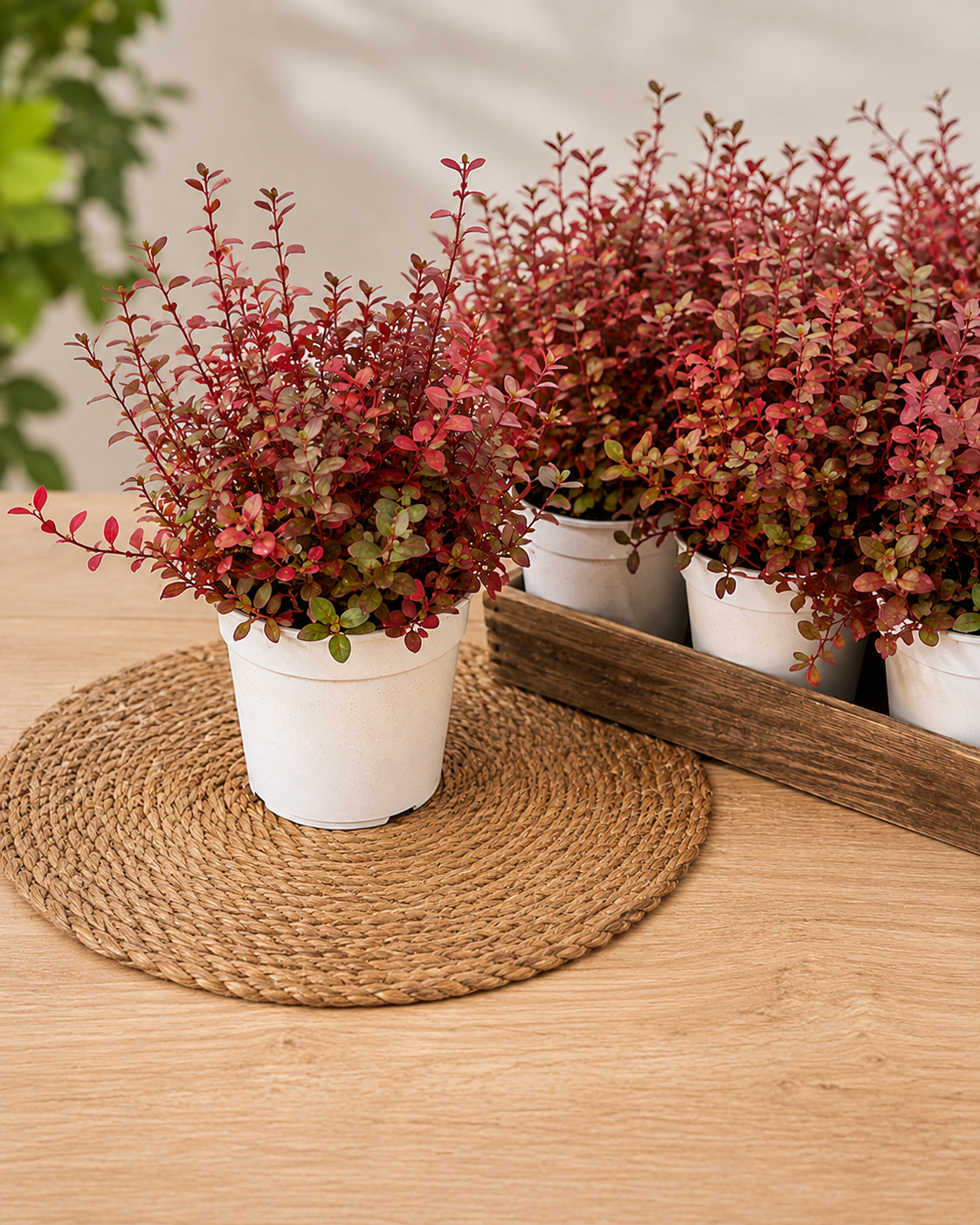 Alternanthera Red Threads – Kırmızı Yapraklı Süs Bitkisi