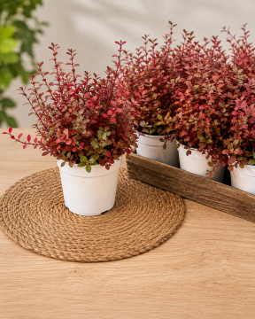 Alternanthera Red Threads – Kırmızı Yapraklı Süs Bitkisi