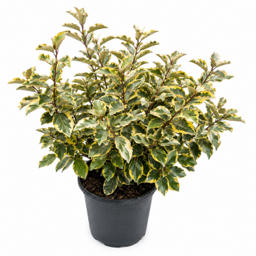 Alacalı İğde – Elaeagnus pungens ‘Maculata’