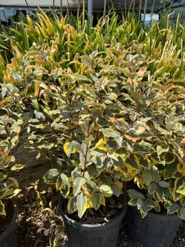 Alacalı İğde – Elaeagnus pungens ‘Maculata’