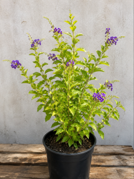 Mor Çiçekli Duranta (Duranta erecta)