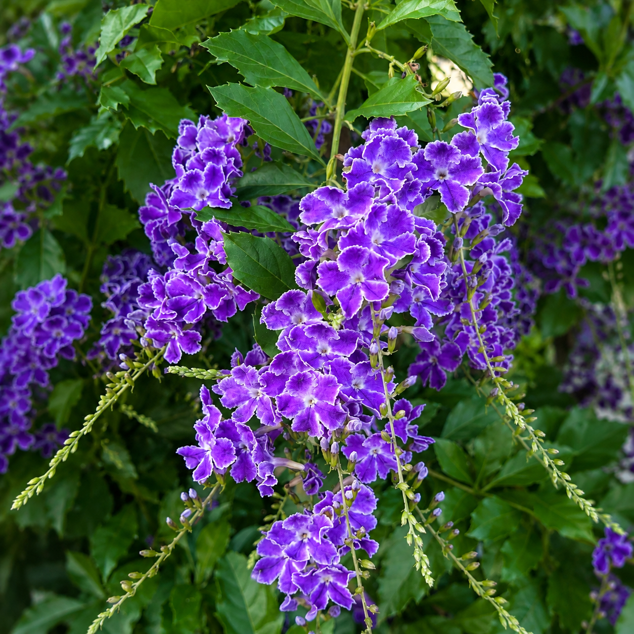 Mor Çiçekli Duranta (Duranta erecta)