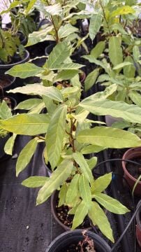 Ficus racemosa L. – Salkım İnciri Fidanı