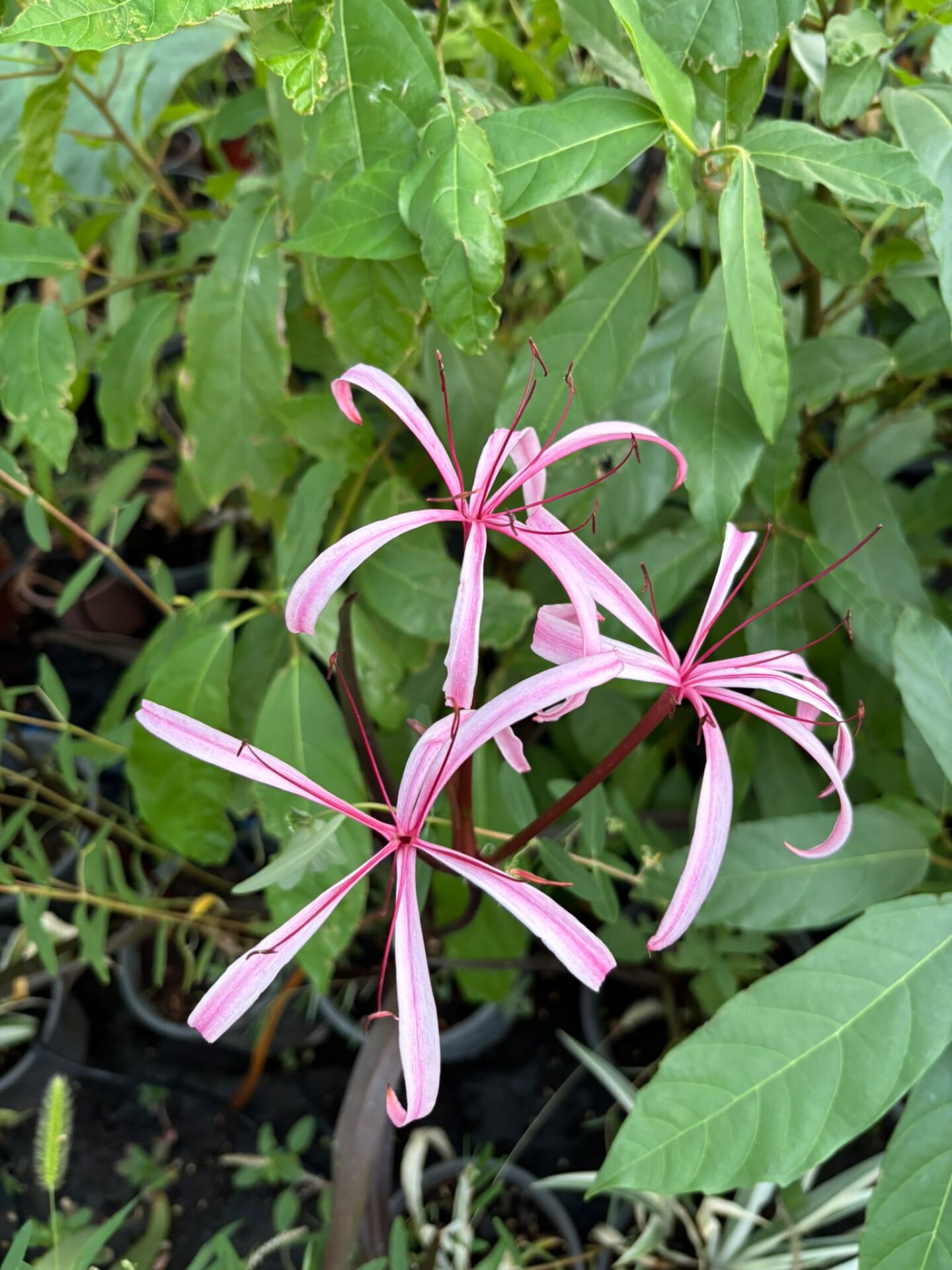 Purple Leaf Crinum Lily – Mor Yapraklı Crinum