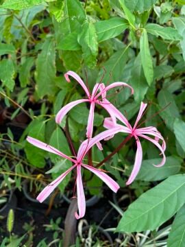 Purple Leaf Crinum Lily – Mor Yapraklı Crinum