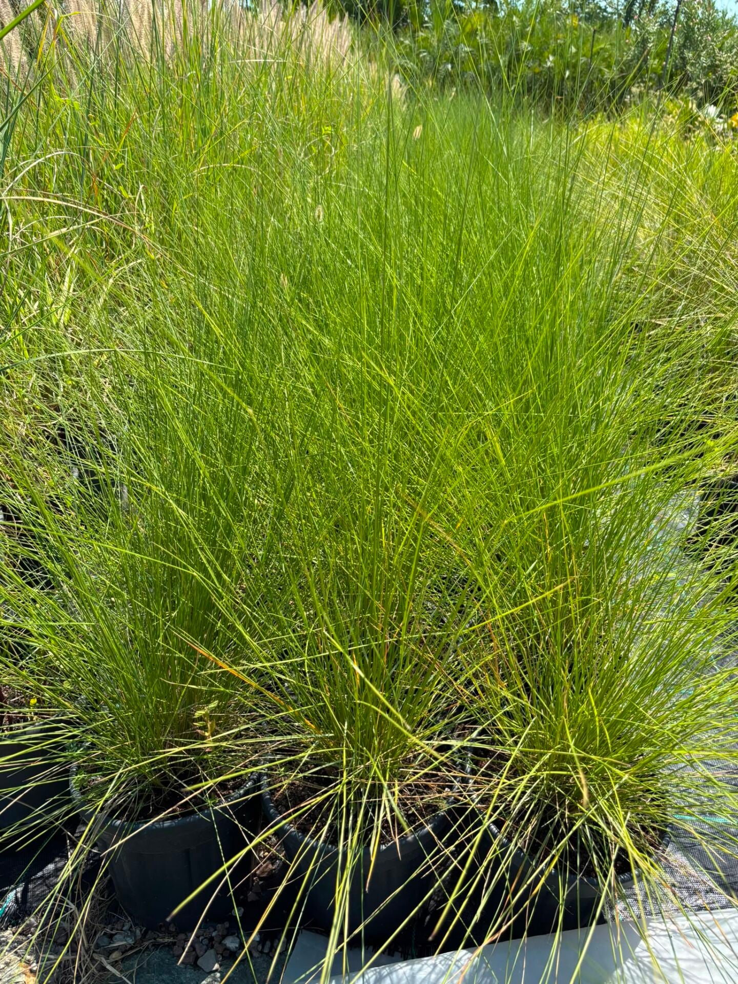 Miscanthus sinensis – Çin Kılıç Otu