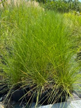 Miscanthus sinensis – Çin Kılıç Otu