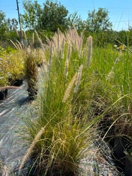 Pennisetum villosum ‘Cream Falls’ – Gümüş Otu