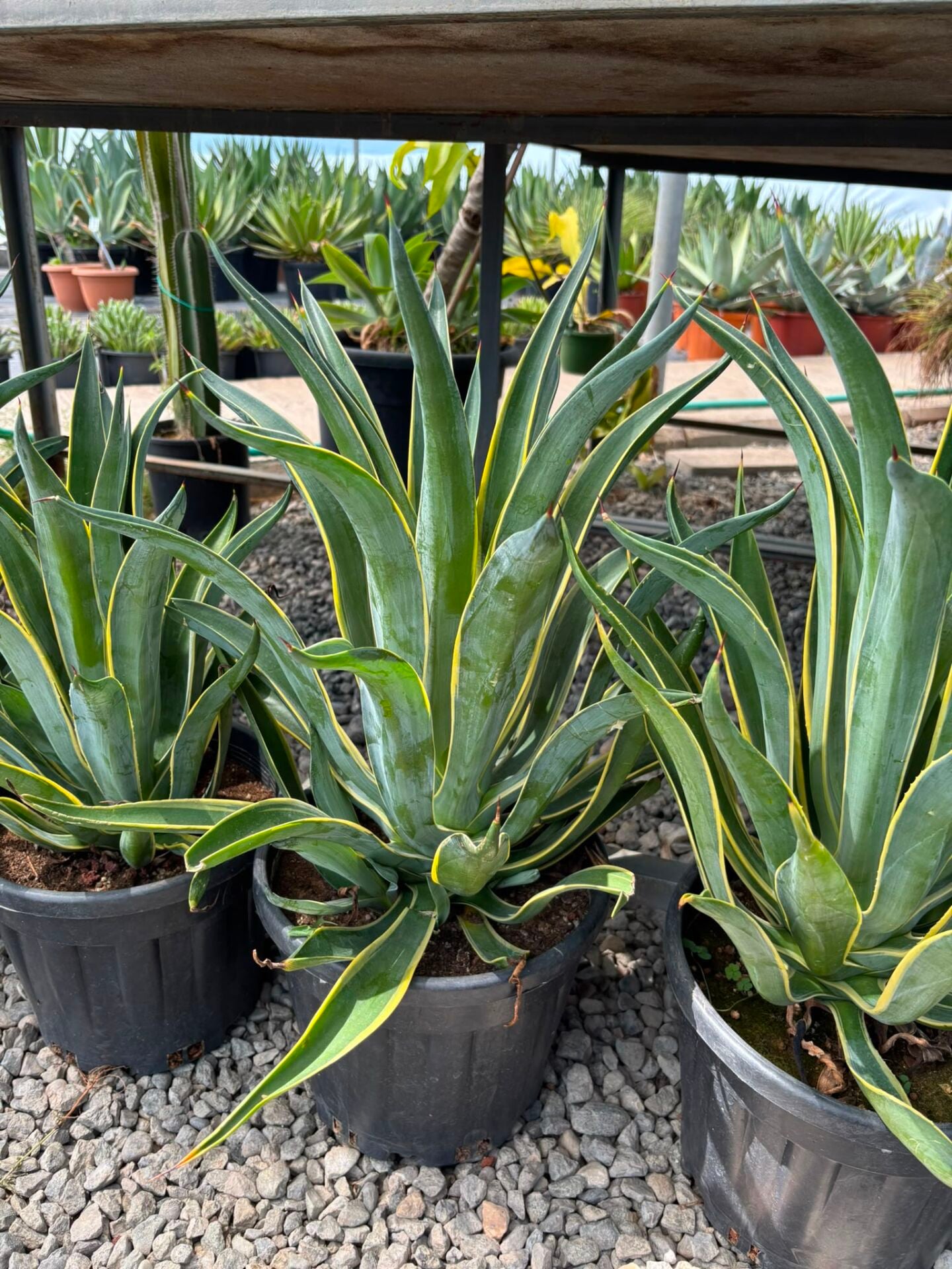 Agave desmettiana Variegata Alacalı Agave