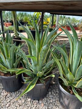 Agave desmettiana Variegata Alacalı Agave
