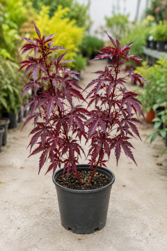 Hibiscus acetosella – Bordo Yapraklı Hibiskus