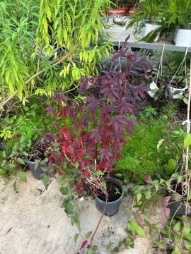 Hibiscus acetosella – Bordo Yapraklı Hibiskus
