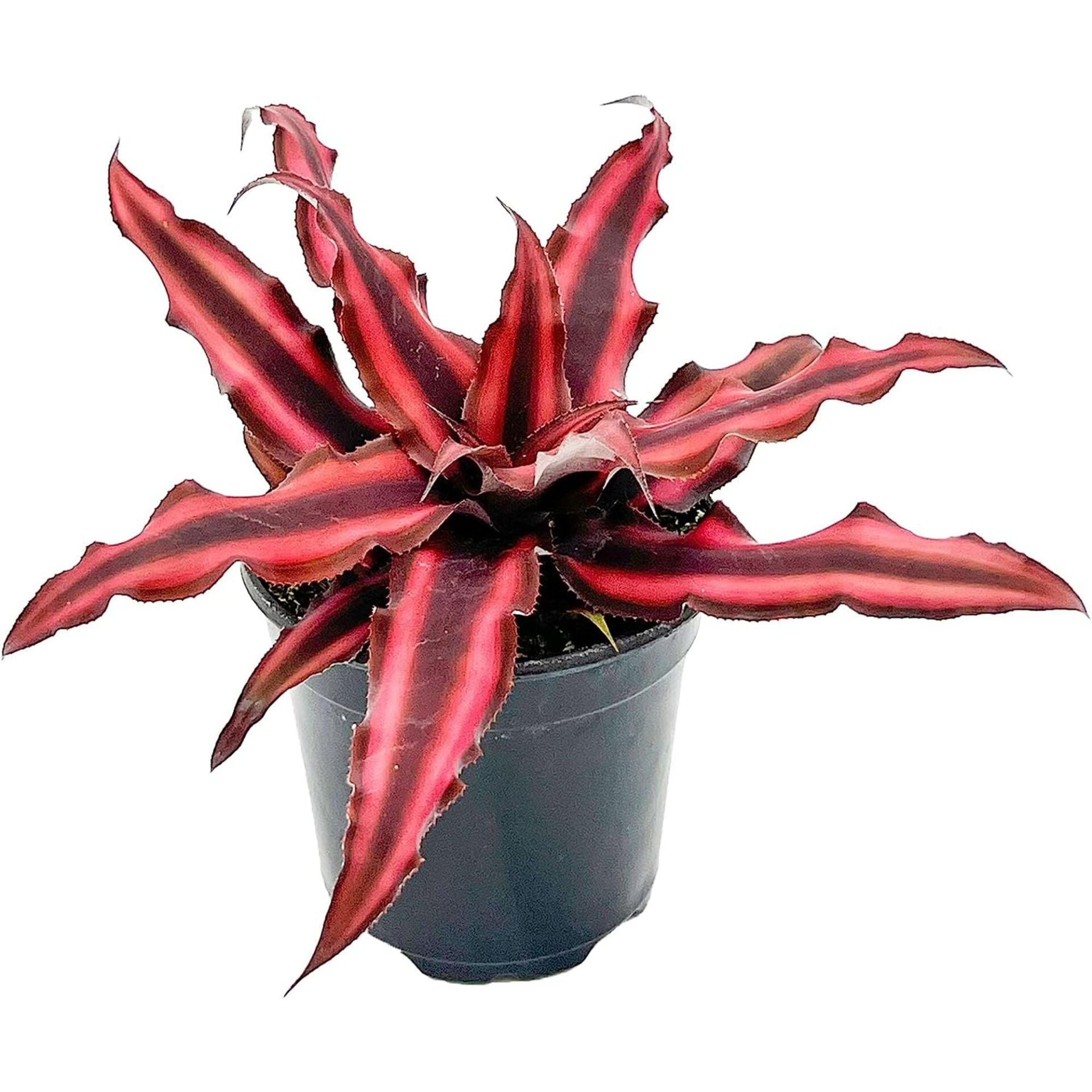 Cryptanthus bivittatus Red Star – Kırmızı Yıldız Bromelyası