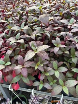 Alternanthera Dentata Ruby