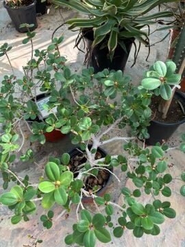 Ficus microcarpa
