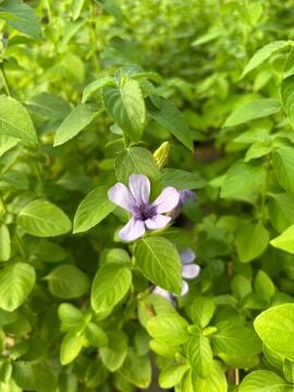 Dyschoriste thunbergiiflora