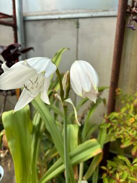 Crinum moorei – Beyaz Çiçekli