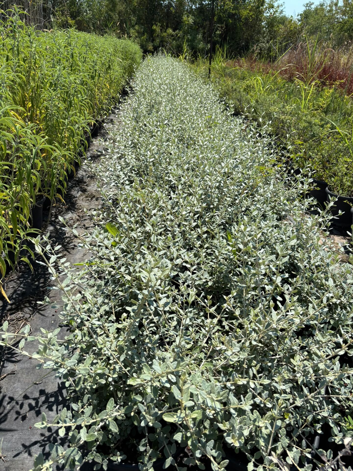 Teucrium fruticans – Zeytin Çalısı