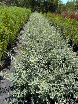 Teucrium fruticans – Zeytin Çalısı