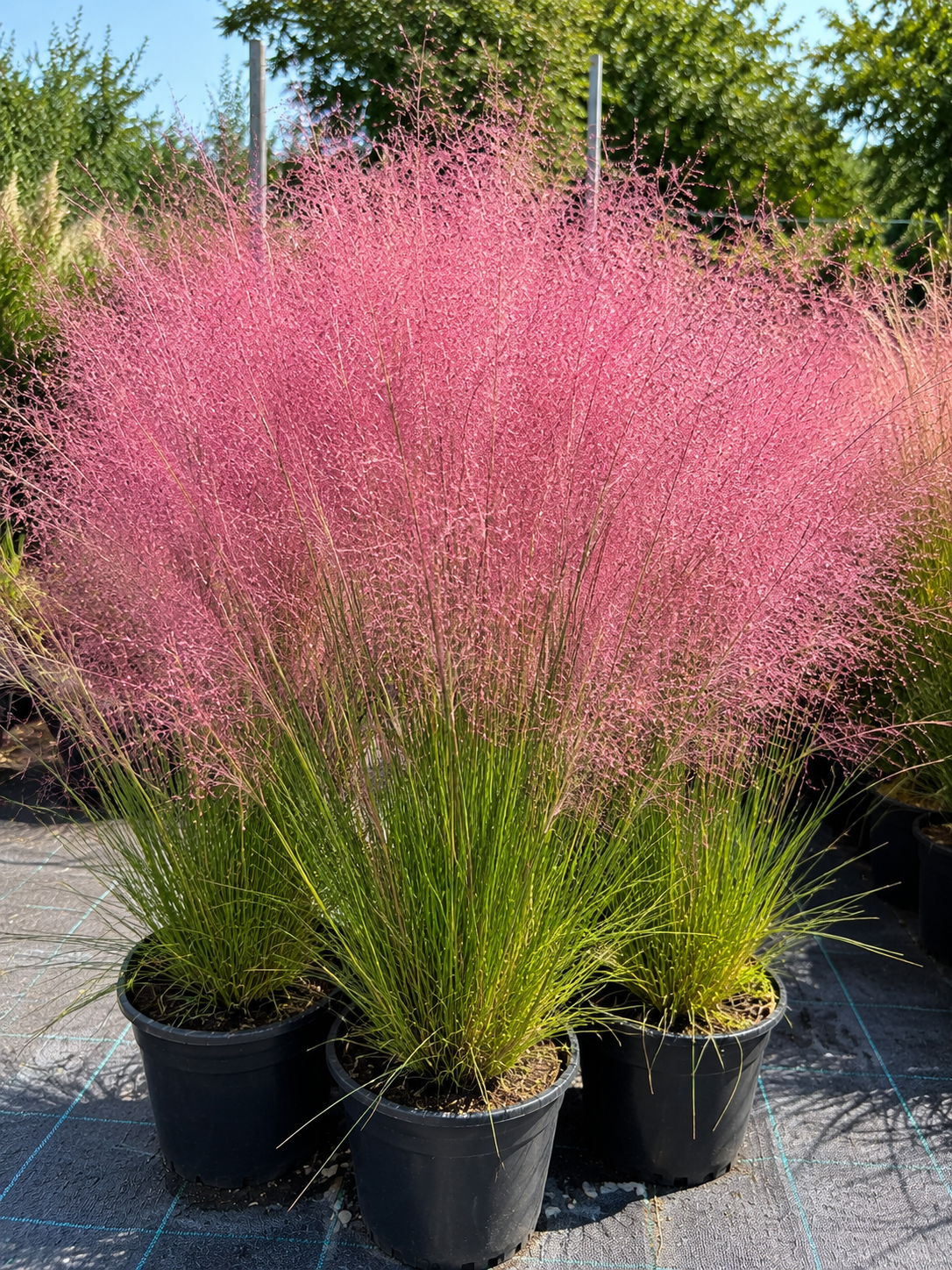 Muhlenbergia capillaris – Pembe Pamuk Şekeri Çimi