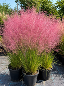 Muhlenbergia capillaris – Pembe Pamuk Şekeri Çimi