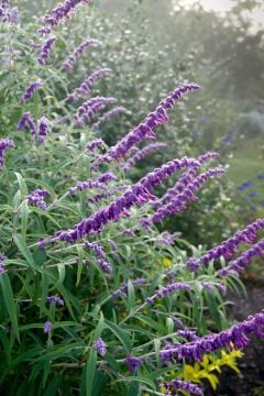 Salvia leucantha – Meksika Adaçayı