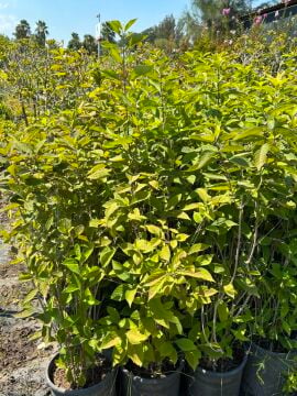 Callicarpa bodinieri – Mor Meyveli Süs Çalısı