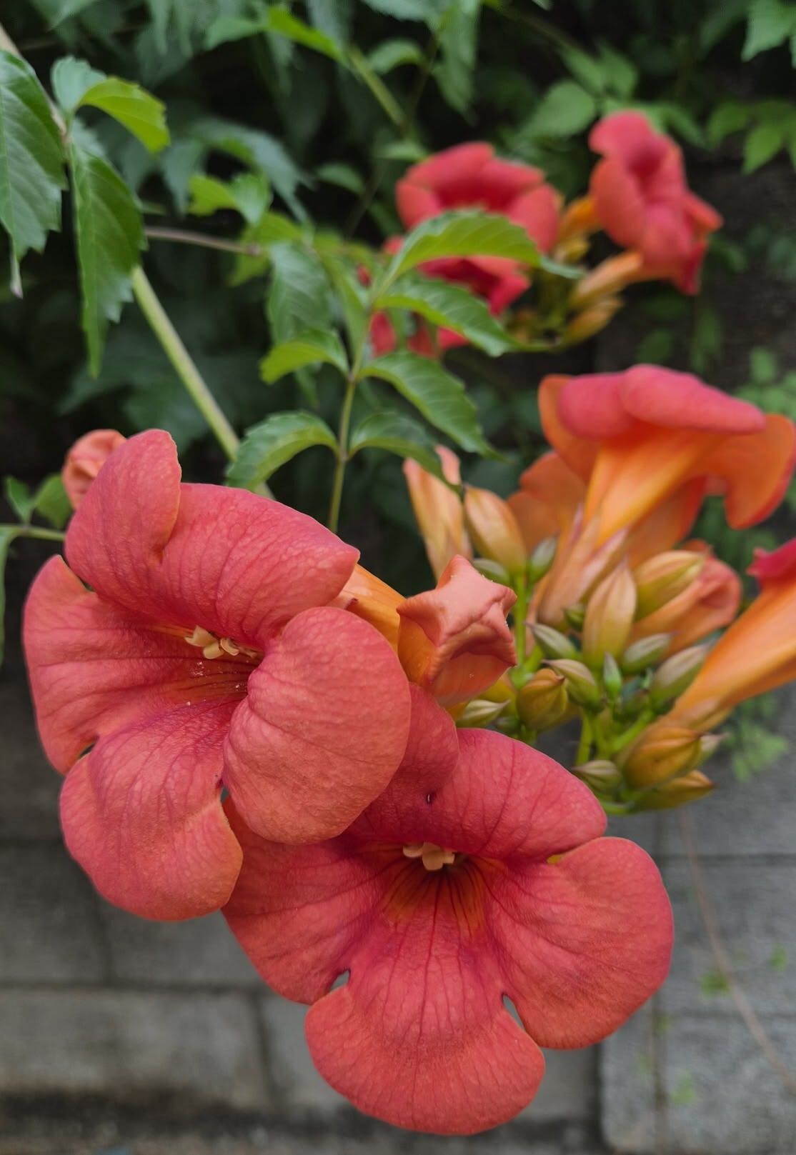 Campsis radicans – Acem Borusu