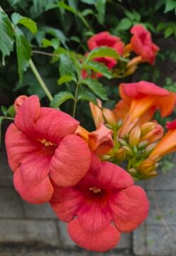 Campsis radicans – Acem Borusu