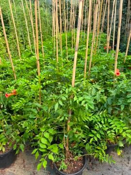 Campsis radicans – Acem Borusu
