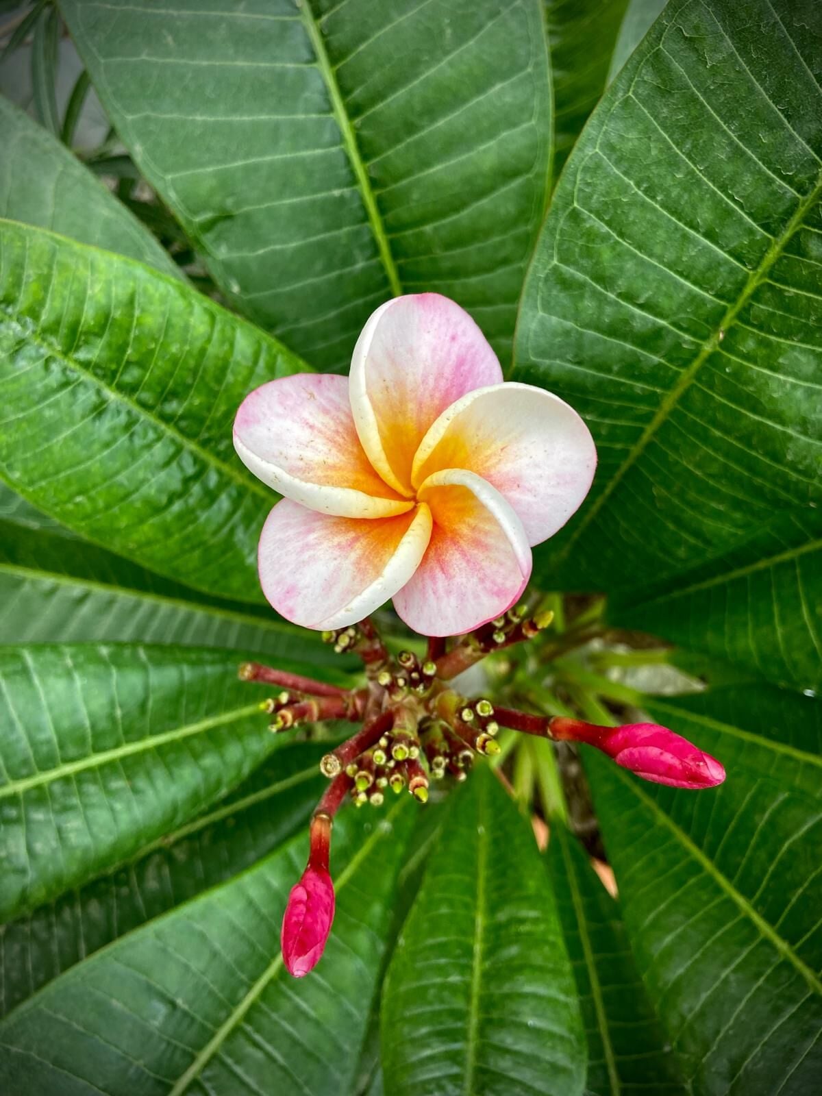 Pembe Çiçekli Plumeria (Frangipani)