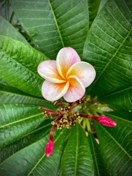 Pembe Çiçekli Plumeria (Frangipani)