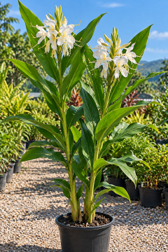 Hedychium coronarium (Beyaz Zencefil)