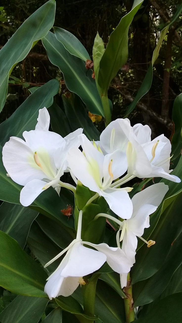Hedychium coronarium (Beyaz Zencefil)