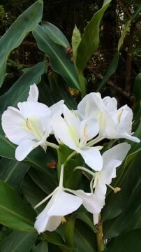 Hedychium coronarium (Beyaz Zencefil)