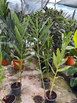 Hedychium coronarium (Beyaz Zencefil)