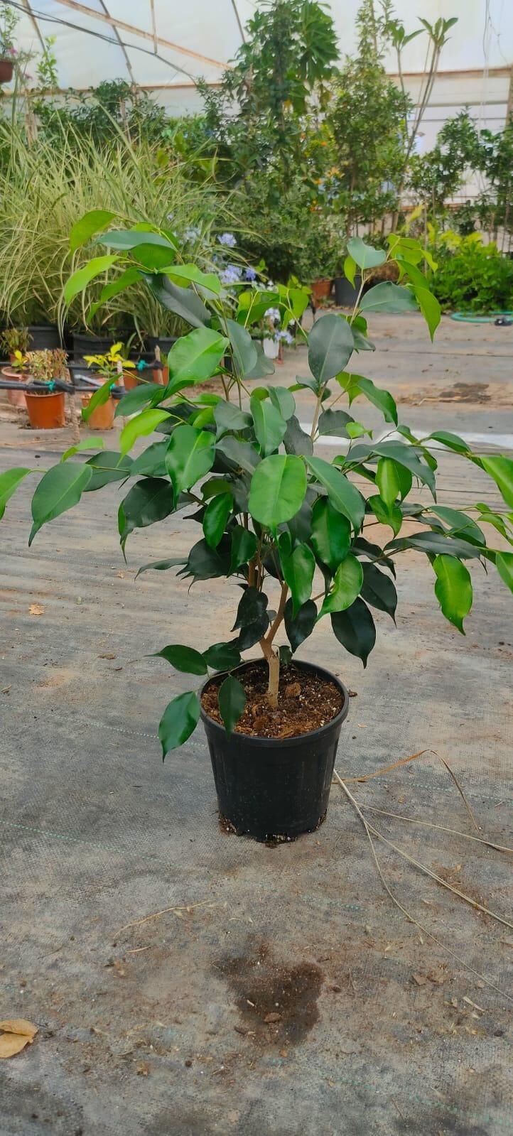 Ficus benjamina (Benjamin)